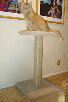Jake is sitting proud on top of his new 34 inch sisal scratching post! Handsome feline he is! Thank you Darcy!