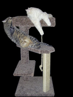 Devious & Morpheous testing out the Deluxe Half Spiral Cat Tree design. Looks like they approve!!