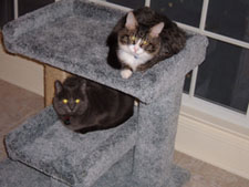 These two cuties are more than happy to share their cat perch. There's even enough room for one more!