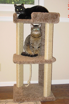 Here are a couple of pictures of the new tower with Jinx & Bandit! - Darcy
