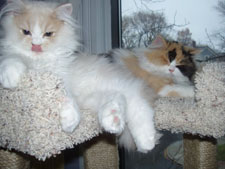 Hi Eric, Charlie is the cream and white little boy and Charlotte is the calico girl. They are 3 month old brother and sister persians. They love each other and love their tower. It's perfect! Please choose one to put in your gallery. The kittens want to be stars. Babette